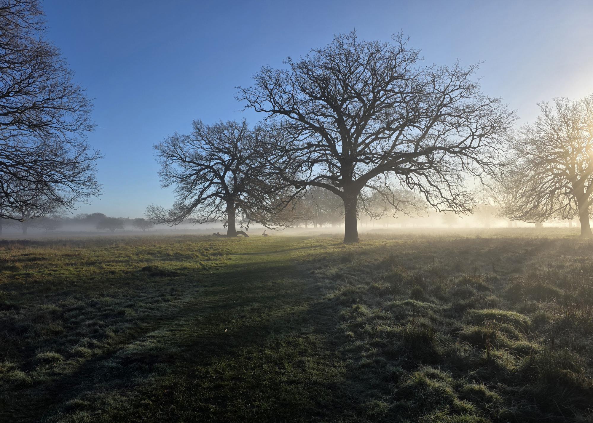 Bushy Park Trees in the fog