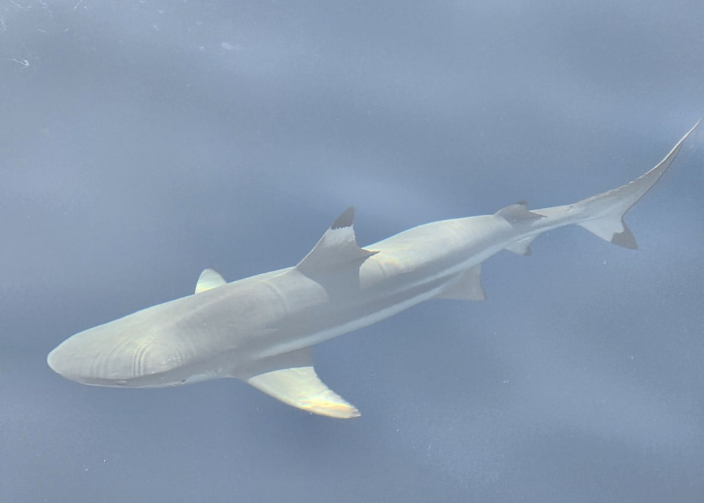 There’s a Shark. Quick! Get in the Water