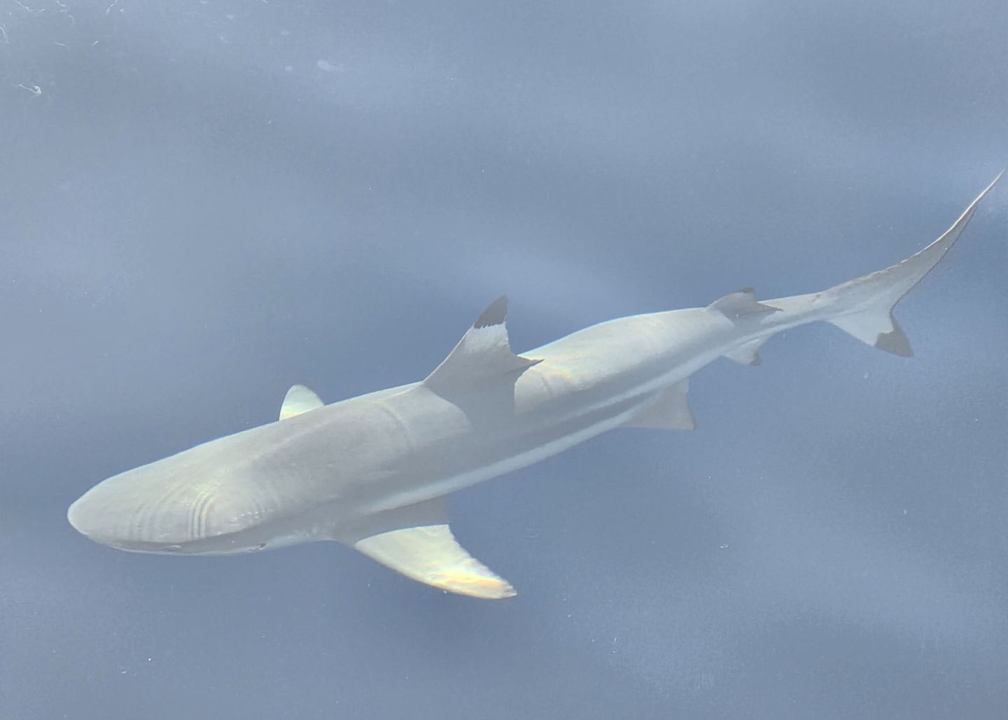 Maldives Reef Shark