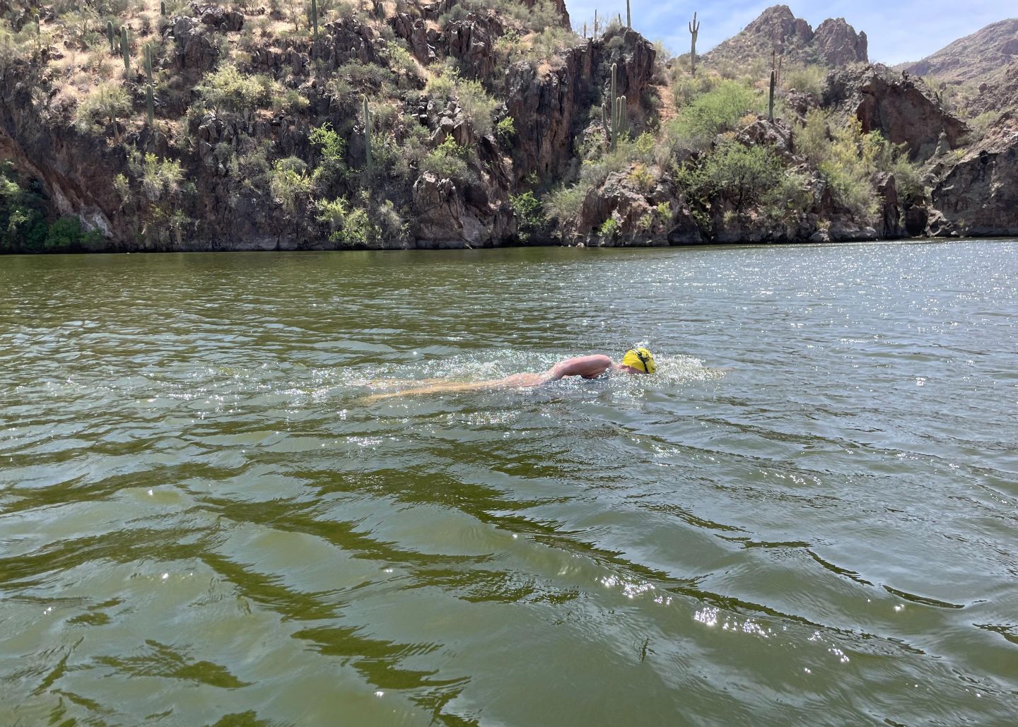 Marti Henshaw Saguaro 2a small