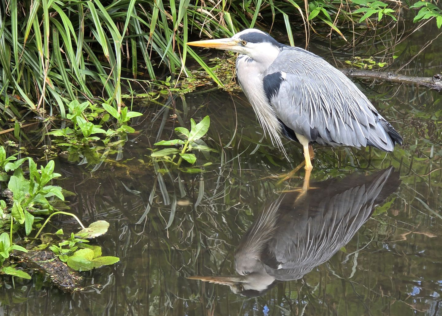 Heron with reflection low res